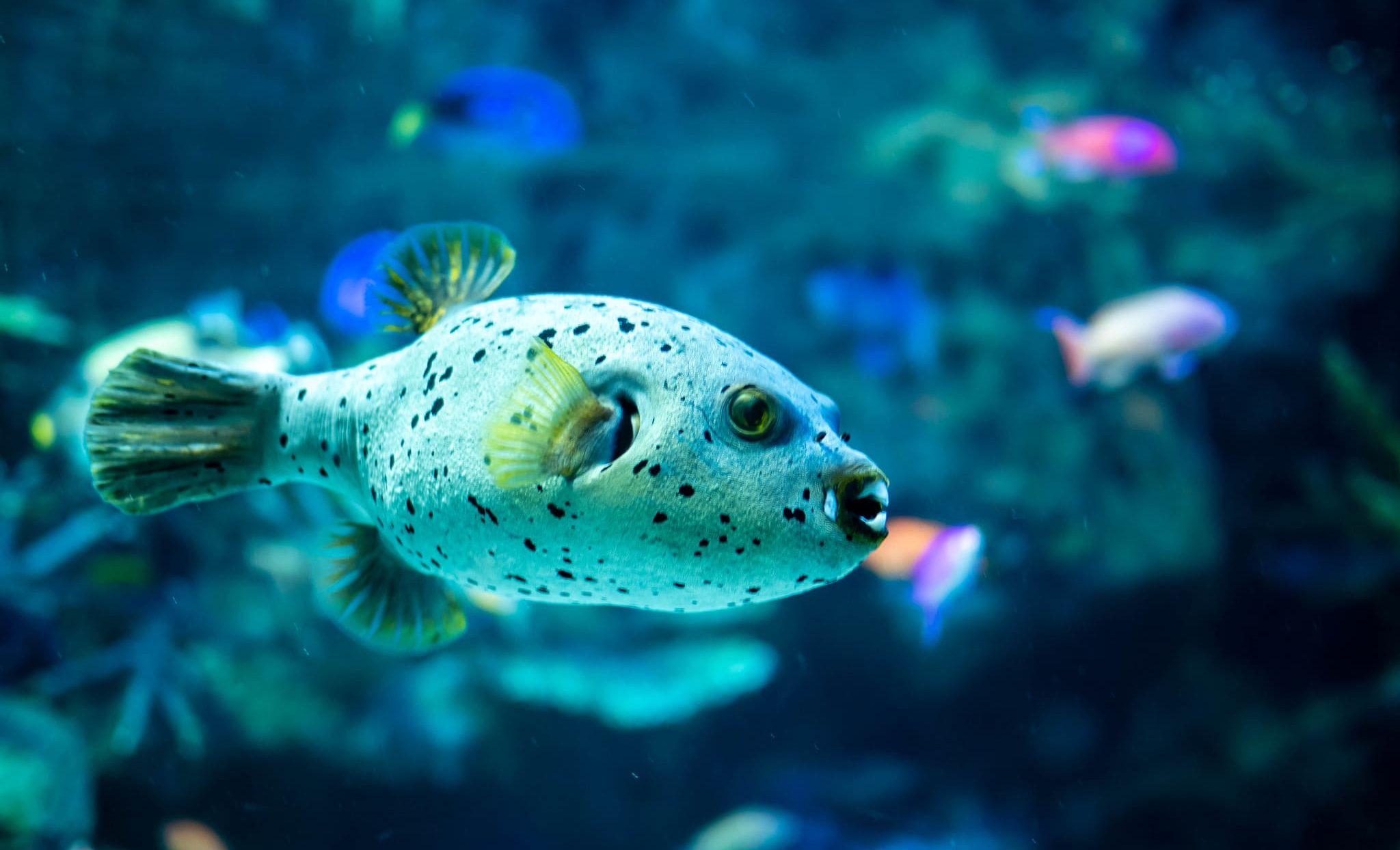 Sunshine Aquarium