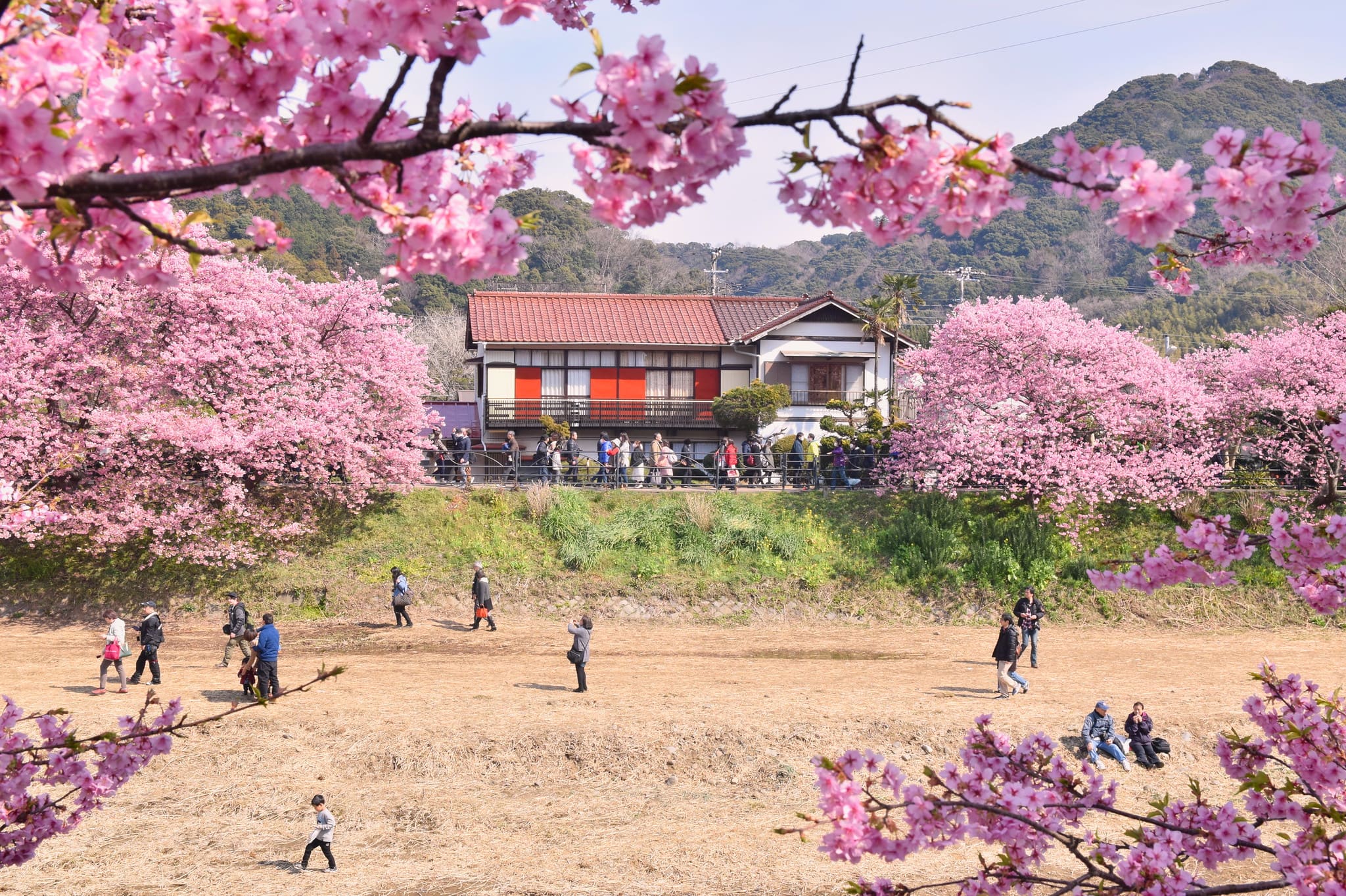 Festival di Kawazu