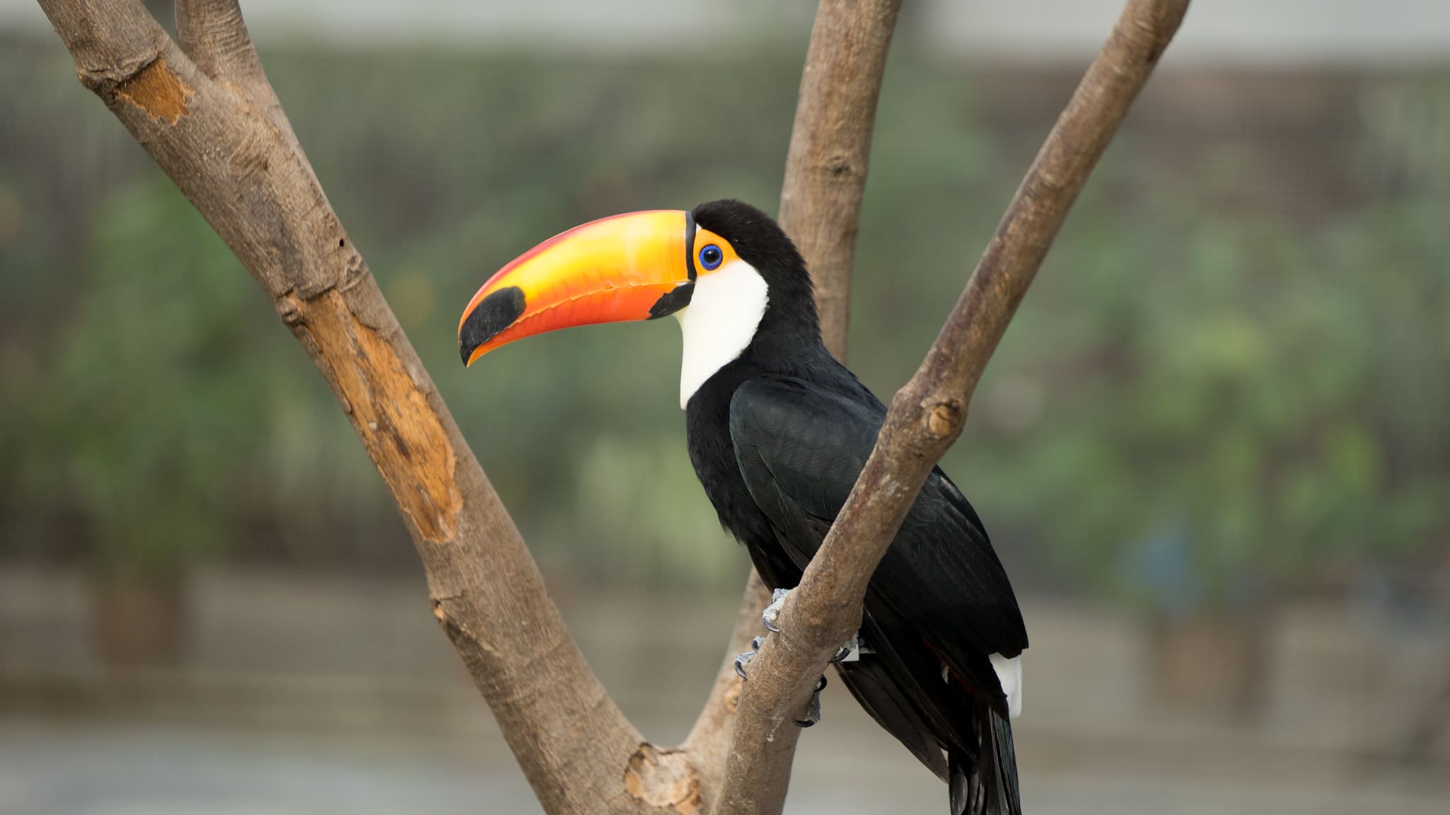Kakegawa Bird Park