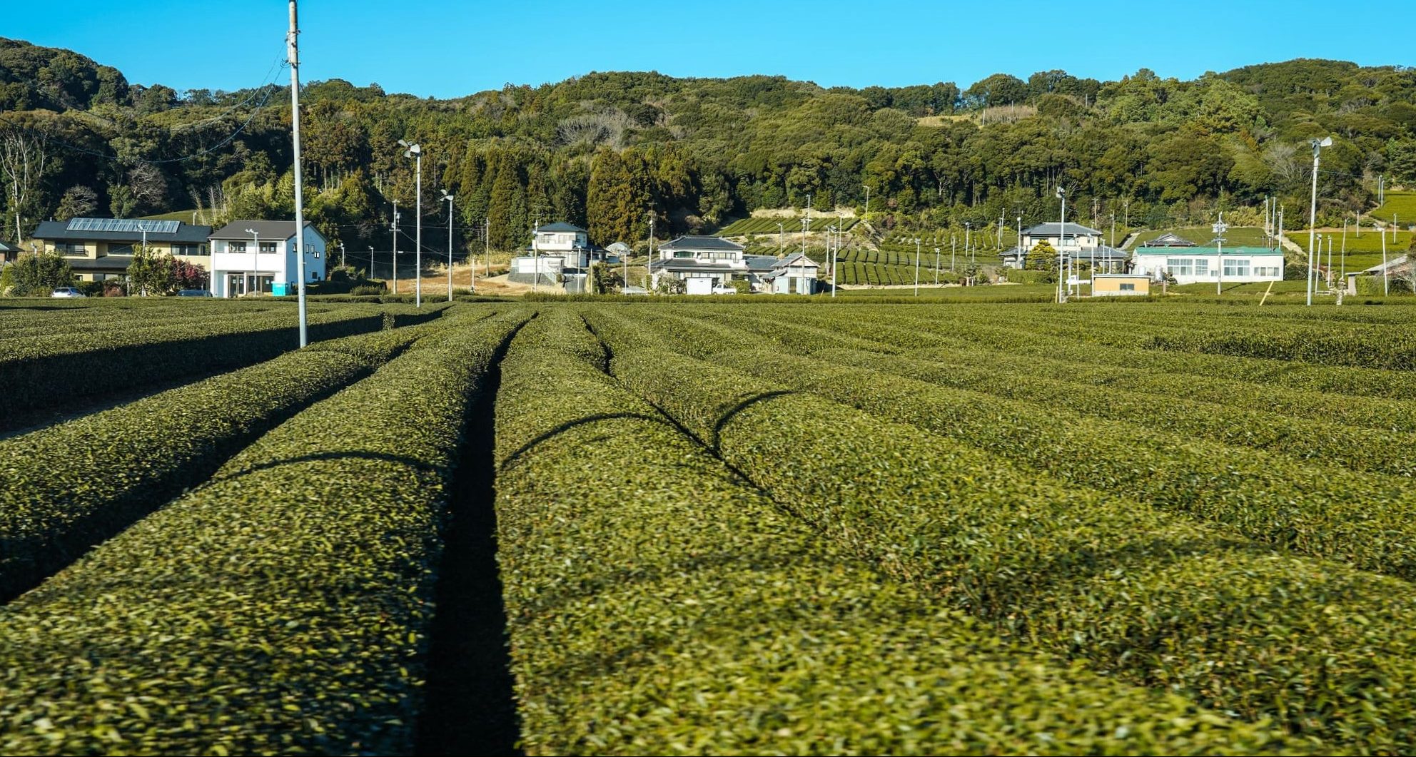 Il tè verde di Kakegawa