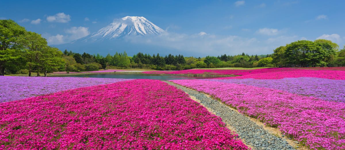 Fuji Shibazakura Festival