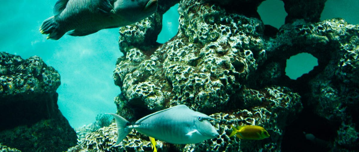 Hakkejima Sea Paradise