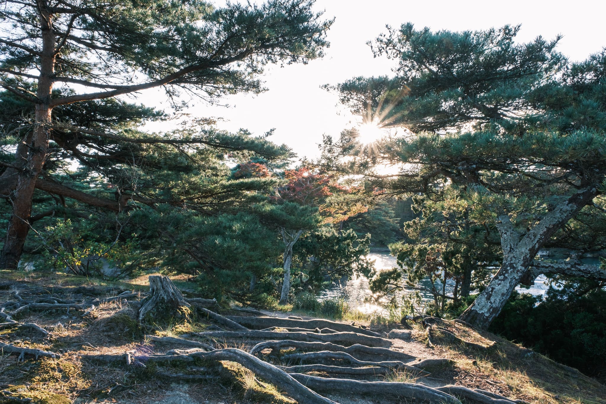 Isola Oshima