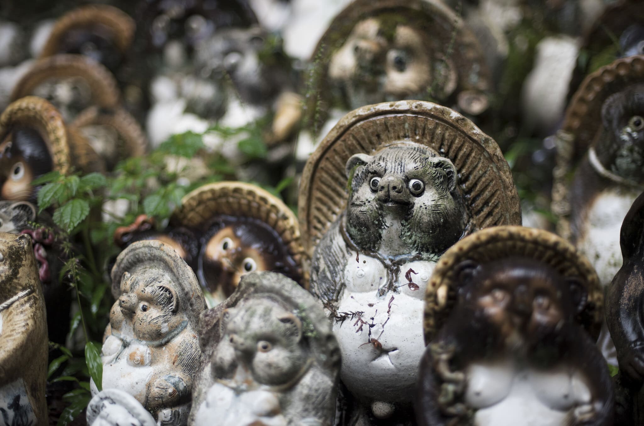 Tanuki