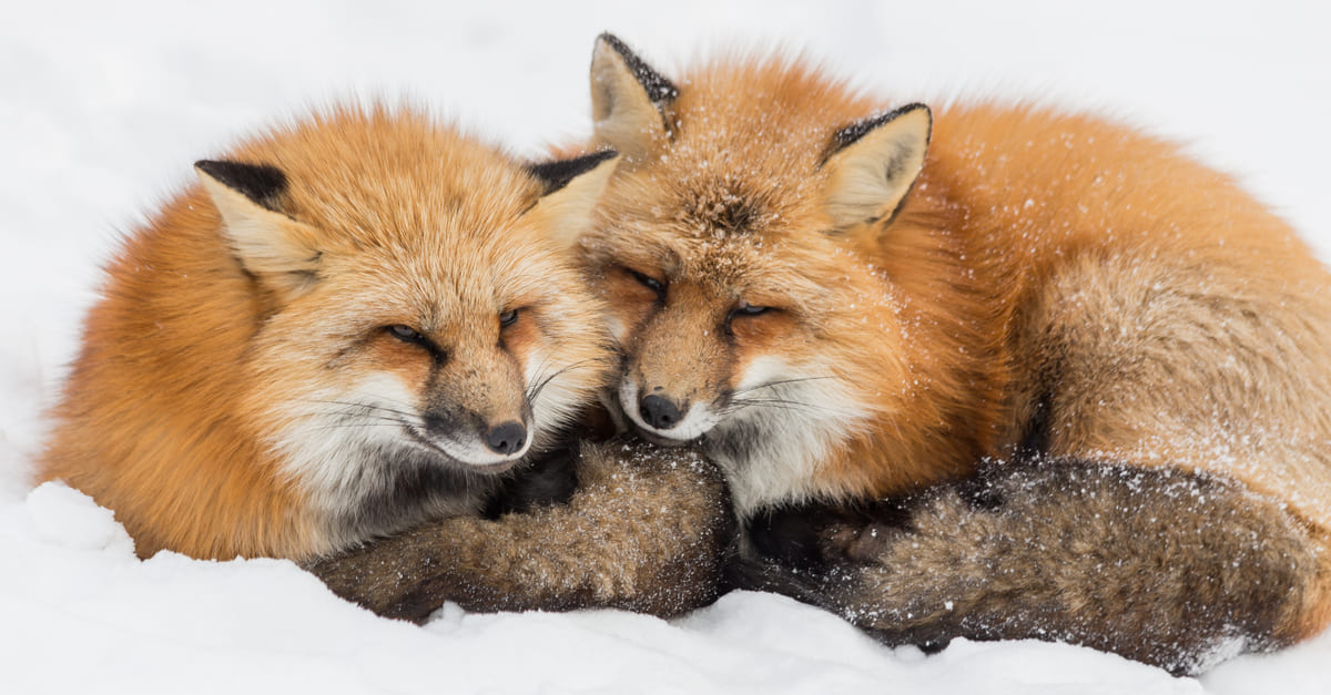 Zao Fox Village